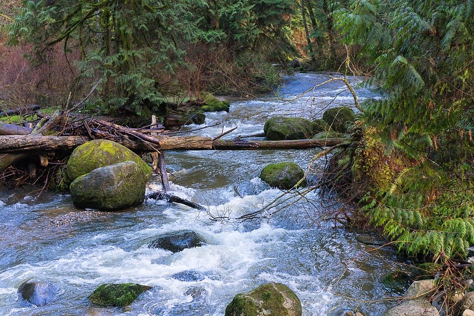 Un torrent s'écoule au milieu de la foret, l'eau bouillonne entre les rochers, un tronc d'arbre est au dessus