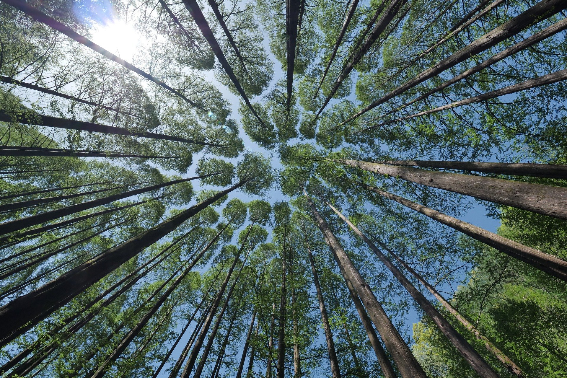 Vue en contre-plongée des arbres