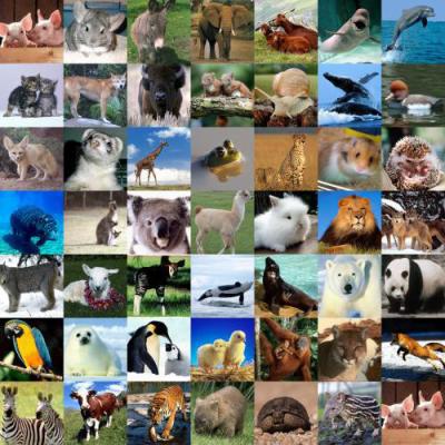 Montage avec des photographies d'animaux