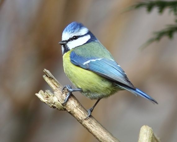 Mésange bleue