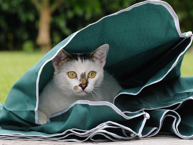 chat caché dans un parasol