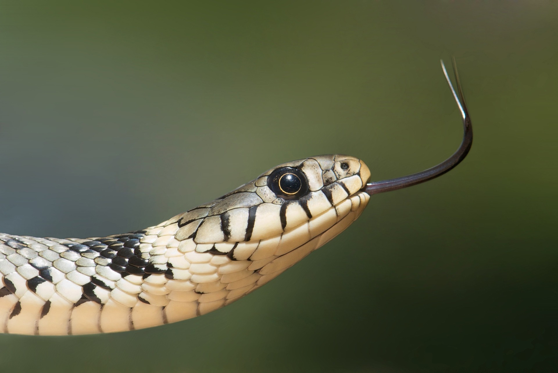 Serpent tirant la langue