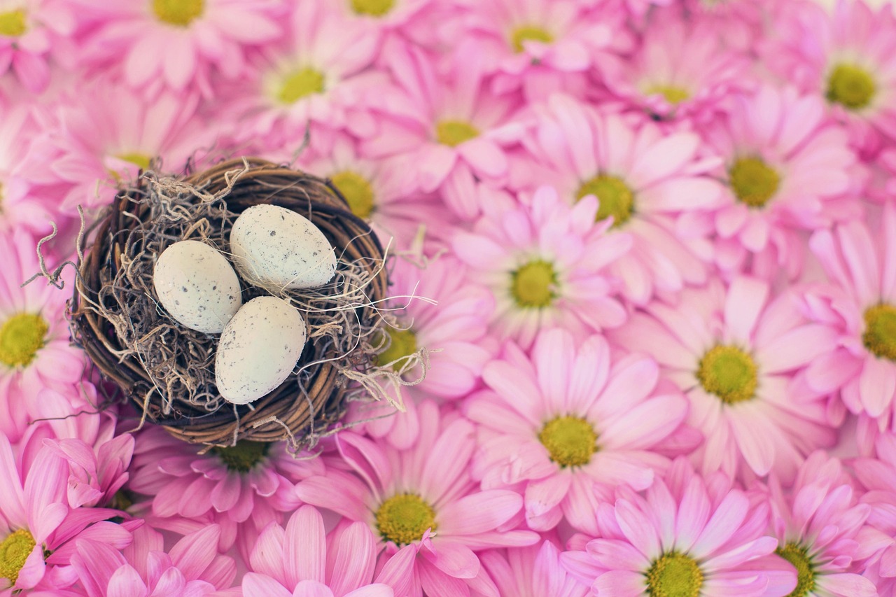 Oeufs sur fleurs roses