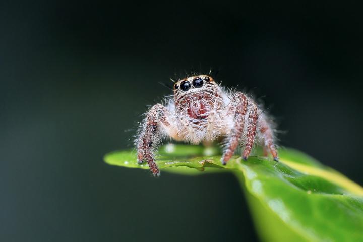 Araignée sur une feuille