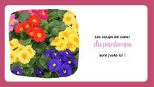 coups de coeur du printemps sont ici